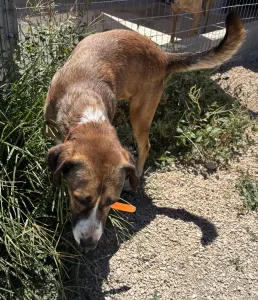 Adopt Jaki