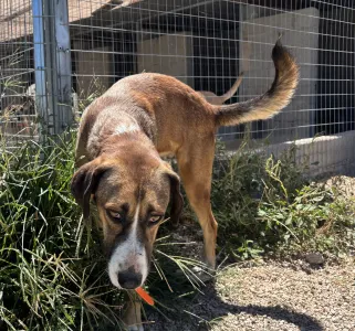 Adopt Jaki