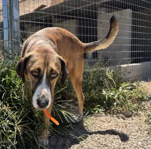 Adopt Jaki
