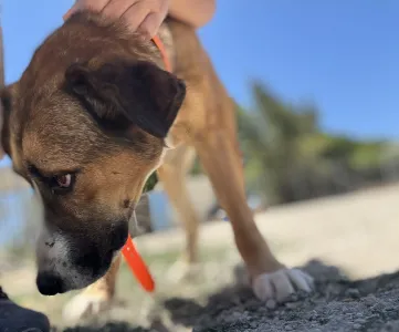 Adopt Jaki