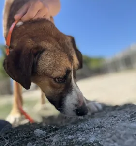 Adopt Jaki