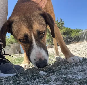 Adopt Jaki