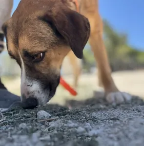 Adopt Jaki