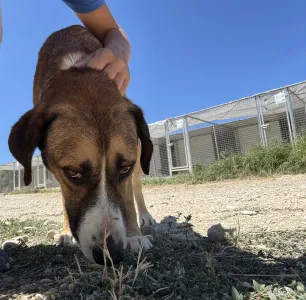 Adopt Jaki