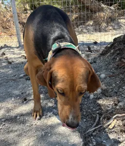 Adoptionsprofil für Jeny