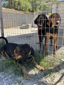 Adoptie hond Kallia