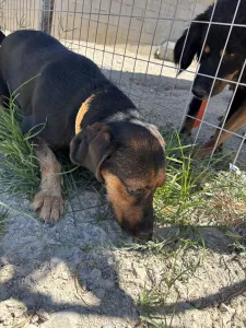 Adoptie hond Kallia