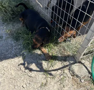 Adoptionsprofil für Kallia