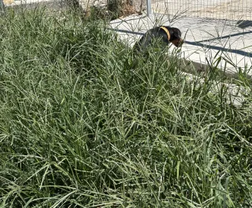 Adoptie hond Kallia