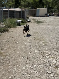 Adoptie hond Kallia