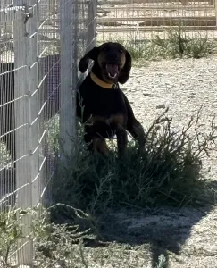 Adoptie hond Kallia