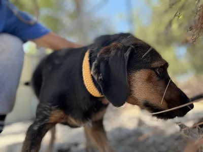 Adoptie hond Kallia