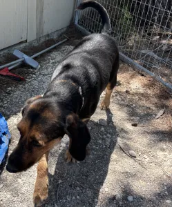 Adoptie hond Kallia
