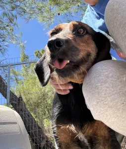 Adoptie hond Kallia