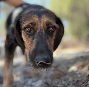Adoptie hond Kallia