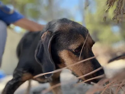 Adoptie hond Kallia
