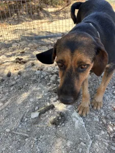 Adoptie hond Kallia