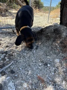 Adoptie hond Kallia