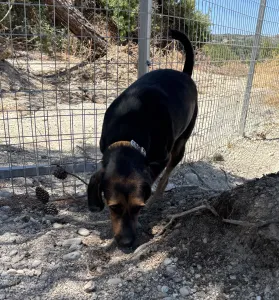 Adoptie hond Kallia
