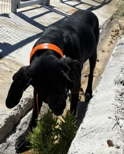 Adopt Dimitris