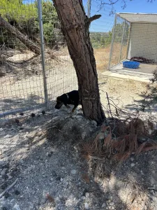 Adoptie hond Kallia