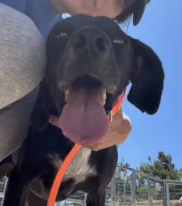 Adopt Dimitris