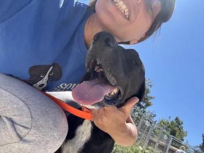 Adopt Dimitris