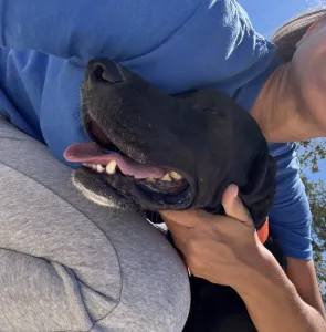 Adopt Dimitris