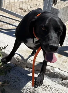 Adoptionsprofil für Dimitris