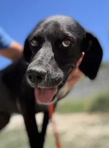 Adopt Dimitris