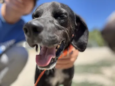 Adopt Dimitris