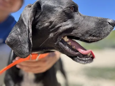 Adopt Dimitris