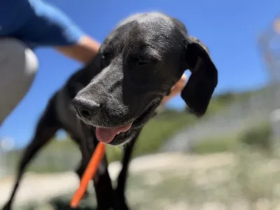 Adopt Dimitris