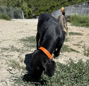 Adopt Dimitris