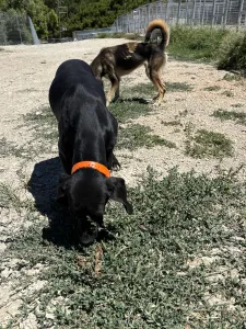 Adopt Dimitris
