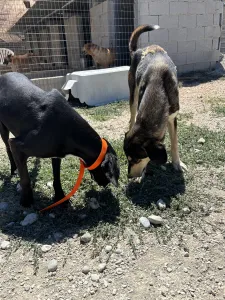 Hund Thanasis adoptieren