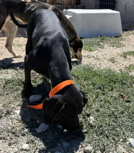 Adopt Dimitris