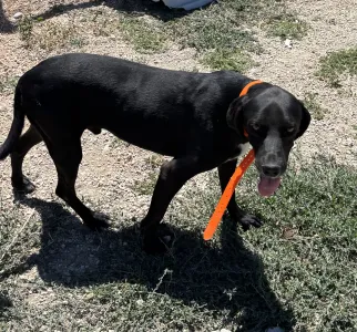 Adopt Dimitris