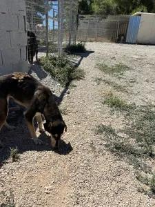 Adoptionsprofil für Thanasis