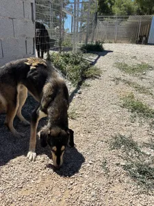 Hund Thanasis adoptieren
