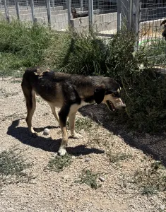 Hund Thanasis adoptieren