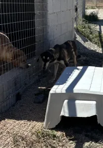 Hund Thanasis adoptieren