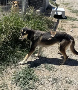 Hund Thanasis adoptieren