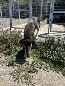 Hund Thanasis adoptieren