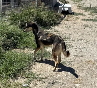Hund Thanasis adoptieren