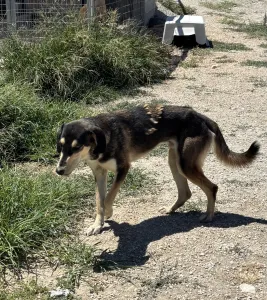 Hund Thanasis adoptieren