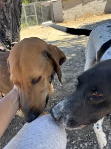 Adopt Vanilia