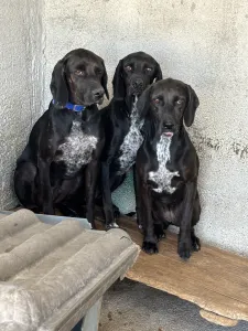 Adoptionsprofil für mix black dogs