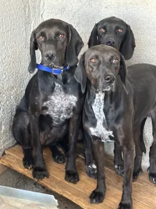 Adopt mix black dogs