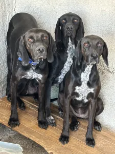Adopt mix black dogs